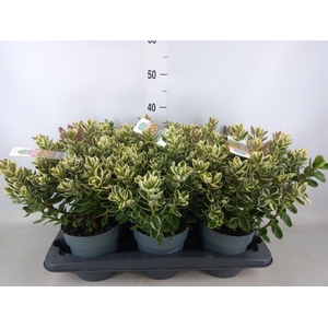 Hebe  'Katrina'