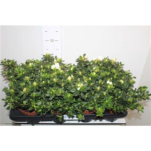 ** Rhodo Si Mevr G K White * Spring Deal *