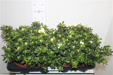 <h4>** Rhodo Si Mevr G K White * Spring Deal *</h4>