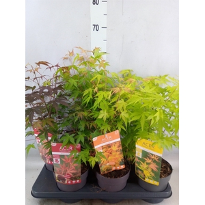Acer palmatum