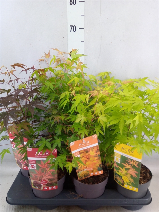 <h4>Acer palmatum</h4>