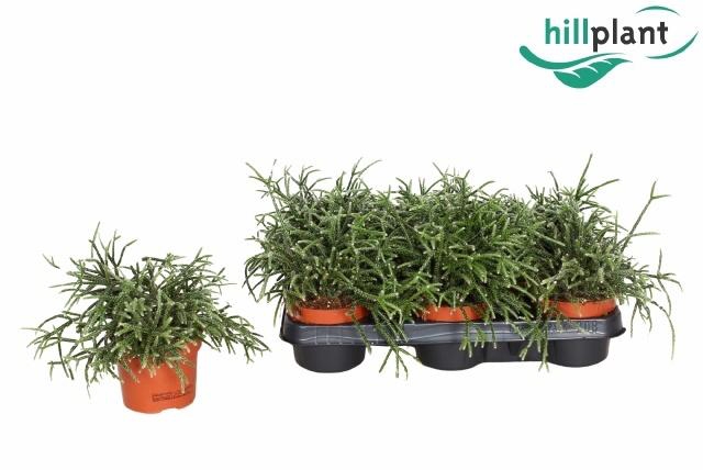 <h4>RHIPSALIS PILOCARPA</h4>