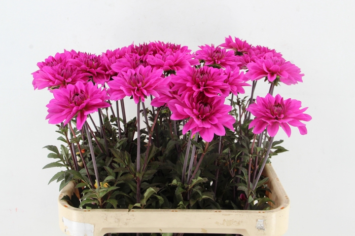 <h4>DAHL BIZON PURPLE LADY</h4>