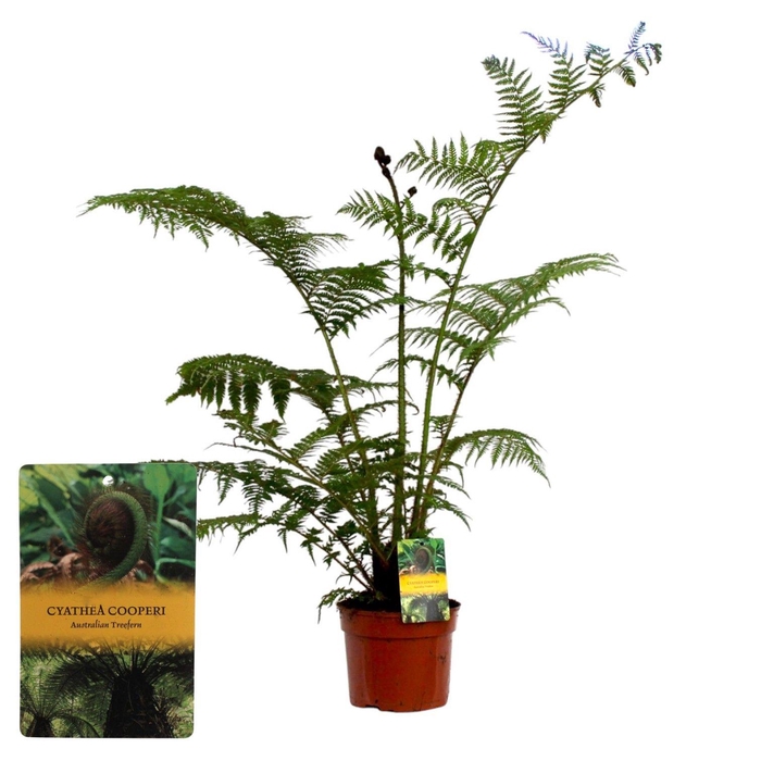 <h4>Cyathea Cooperii (Australian Tree Fern) GEEN hoes</h4>