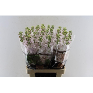 Matth Stox Silver Pale Pink