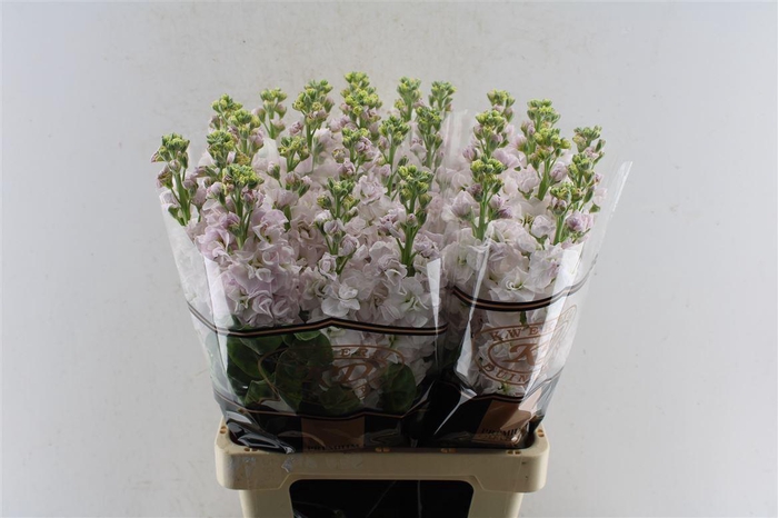 <h4>Matth Stox Silver Pale Pink</h4>