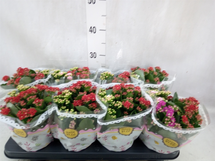 <h4>Kalanchoe blos.   ..rosebud mix/pot</h4>