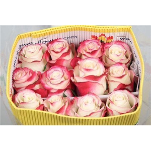 Rosa GR 'Sweetnesse'