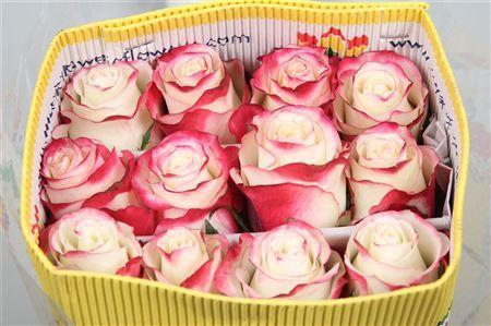 <h4>Rosa GR 'Sweetnesse'</h4>