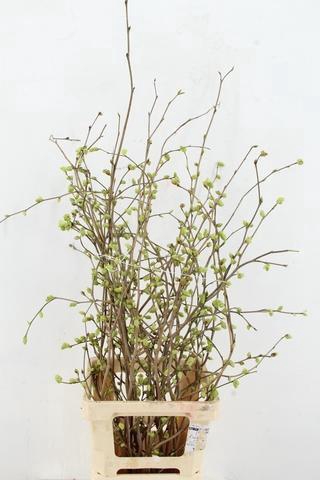 <h4>CORYLOPSIS S CYNTHIA 080CM</h4>