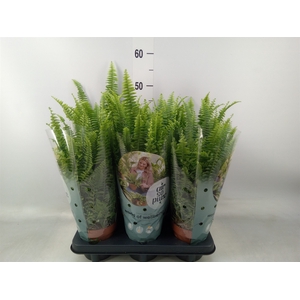 Nephrolepis exal. 'Green Lady'