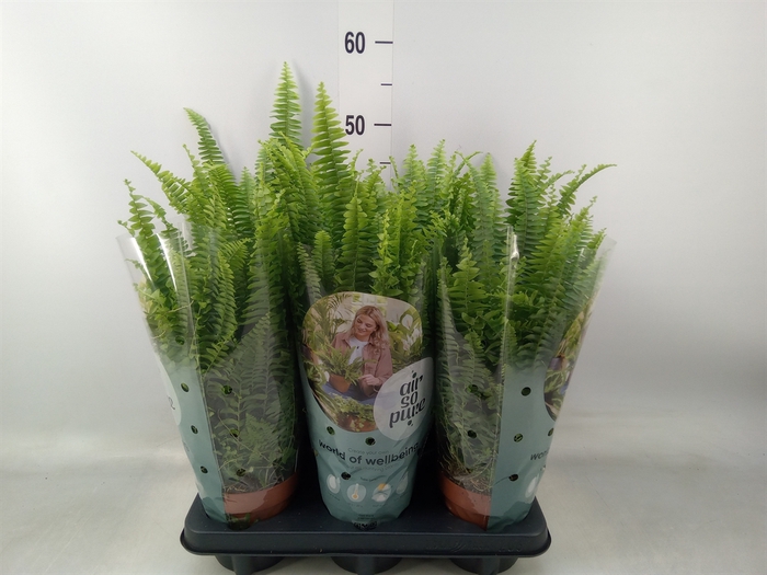 <h4>Nephrolepis exal. 'Green Lady'</h4>