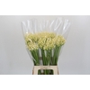 Agapanthus  'Gletsjer'