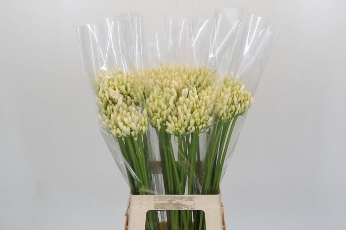Agapanthus  'Gletsjer'