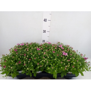 Chrysanthemum  'Paradiso Pink'