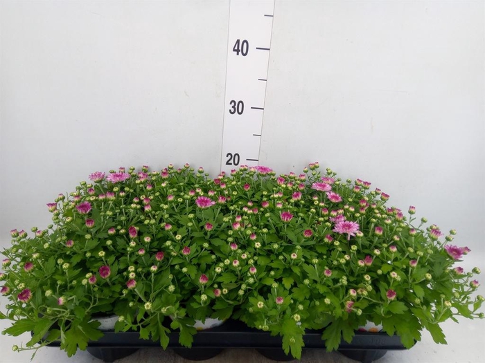 <h4>Chrysanthemum  'Paradiso Pink'</h4>