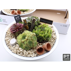 ARR SEMPERVIVUM