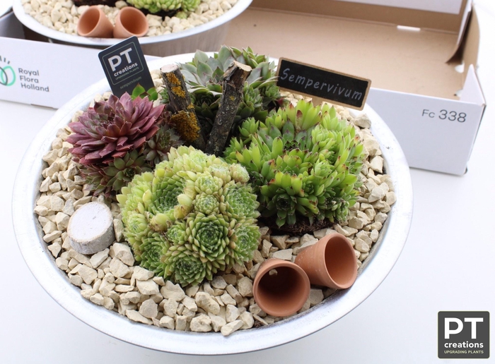 <h4>ARR SEMPERVIVUM</h4>