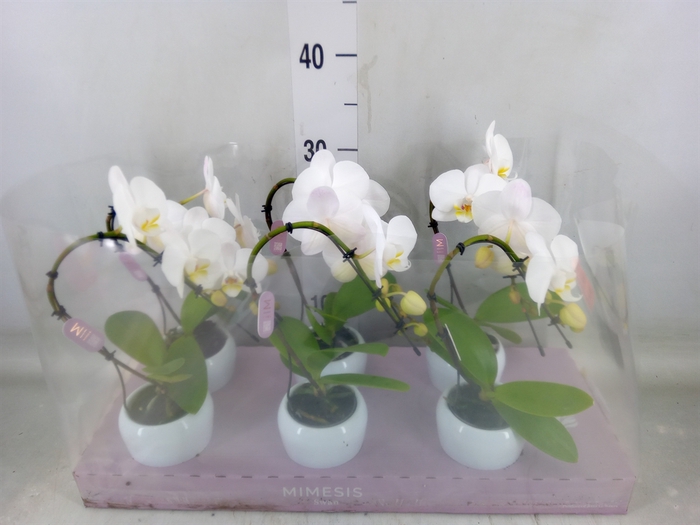 <h4>Phalaenopsis   ...white</h4>