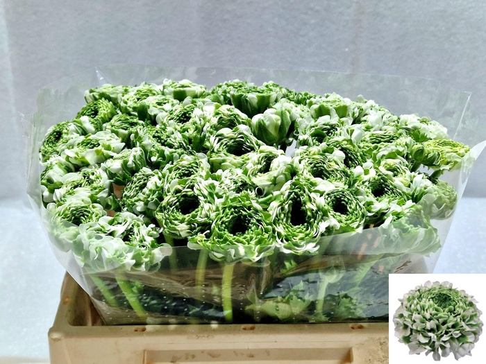 <h4>RAN PON PON IGLOO</h4>