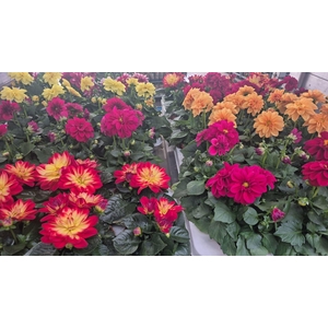 DAHLIA MIXK 5 KL