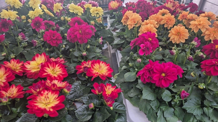 <h4>DAHLIA MIXK 5 KL</h4>