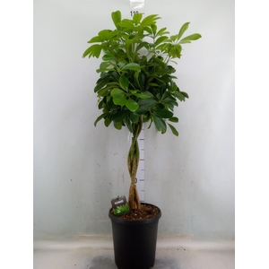 Schefflera arbor. 'Compacta'