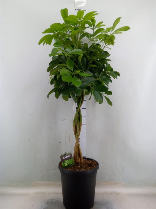 <h4>Schefflera arbor. 'Compacta'</h4>