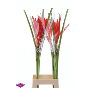MUSA COCCINEA