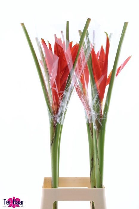 <h4>MUSA COCCINEA</h4>