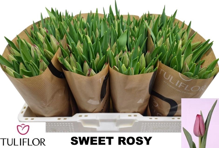 <h4>TU EN SWEET ROSY</h4>
