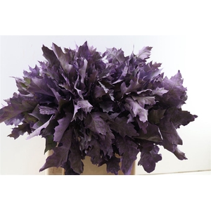 Quercus Rubra Frosted Milka