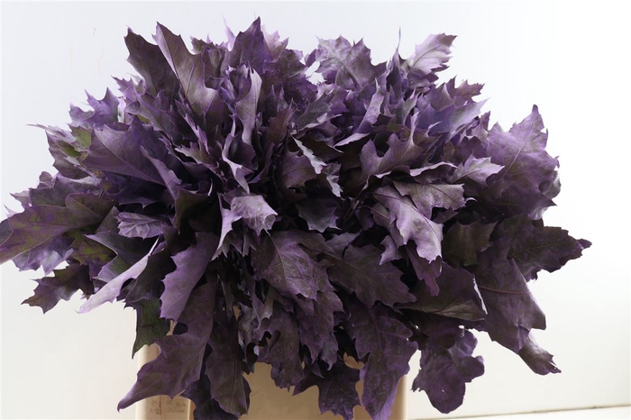 <h4>Quercus Rubra Frosted Milka</h4>
