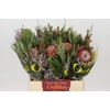 BQ Banksia Coccinea SFB