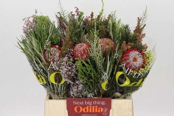 <h4>BQ Banksia Coccinea SFB</h4>