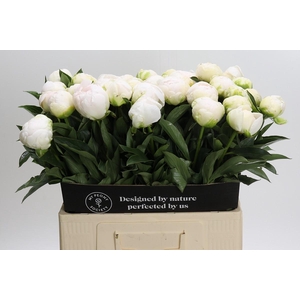 Paeonia Madame Claude Tain