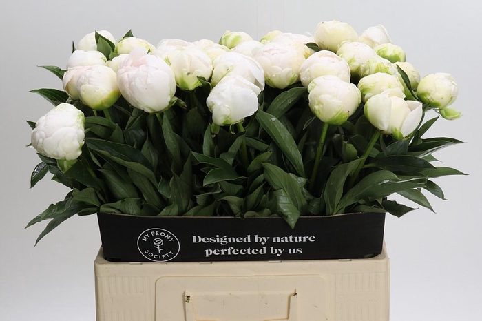 <h4>Paeonia Madame Claude Tain</h4>