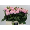 Dahlia Wizard of Oz