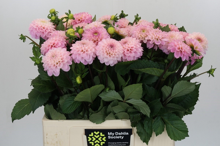Dahlia Wizard of Oz