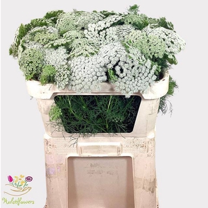 AMMI VIS CASABLANCA
