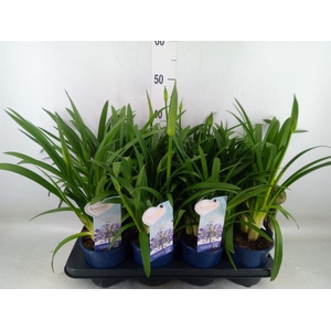 Agapanthus  'Amourette Superb'