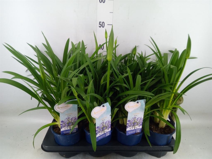 <h4>Agapanthus  'Amourette Superb'</h4>