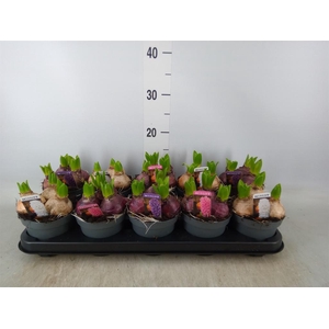 Hyacinthus orie. 'Pearl'  ...mix  3