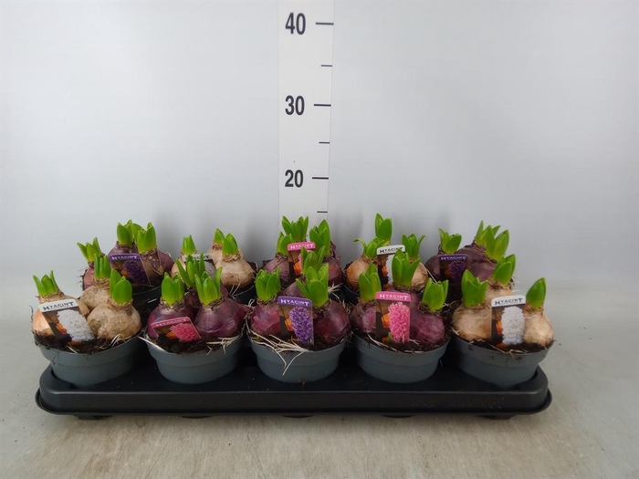 <h4>Hyacinthus orie. 'Pearl'  ...mix  3</h4>