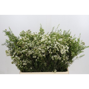 Chamelaucium Jupiter Moon