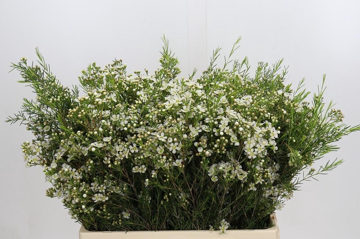 <h4>Chamelaucium Jupiter Moon</h4>