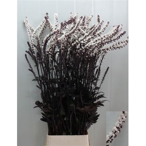 Actaea Sim Brunette