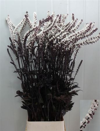 <h4>Actaea Sim Brunette</h4>