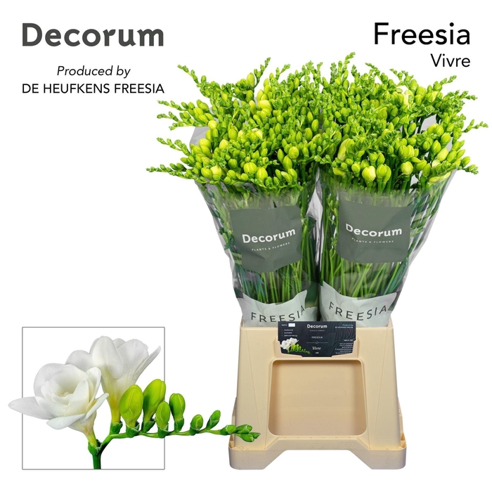 <h4>Freesia du Vivre</h4>