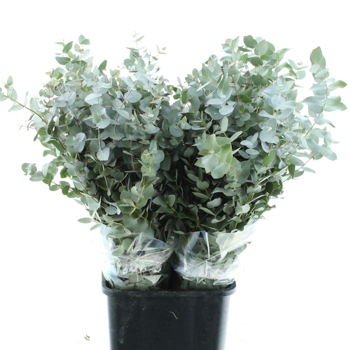 <h4>Euca Cinerea Long 450grams</h4>